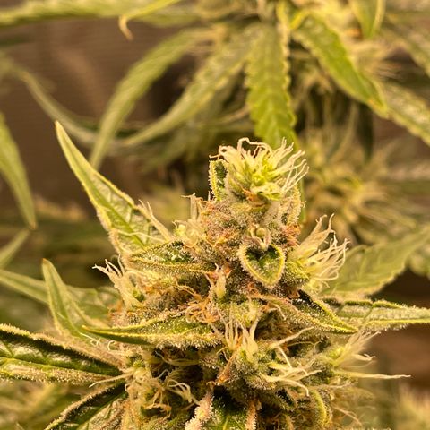 Green Crack growlog timeline photo
