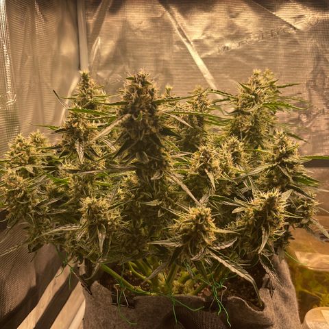 Green Crack growlog timeline photo
