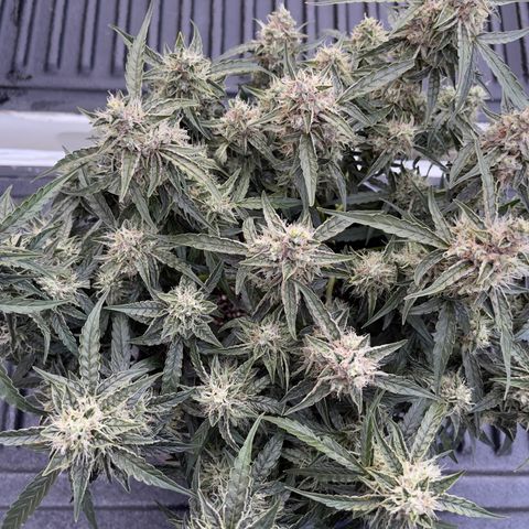 Green Crack growlog photo: Natural Light