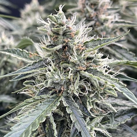 Green Crack growlog photo: Natural Light
