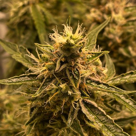 Green Crack growlog timeline photo
