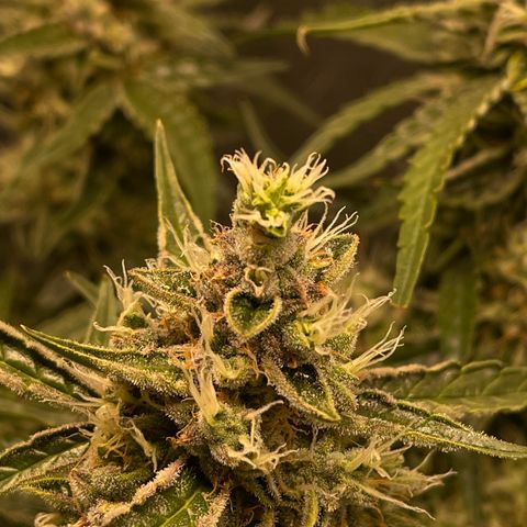 Green Crack growlog timeline photo