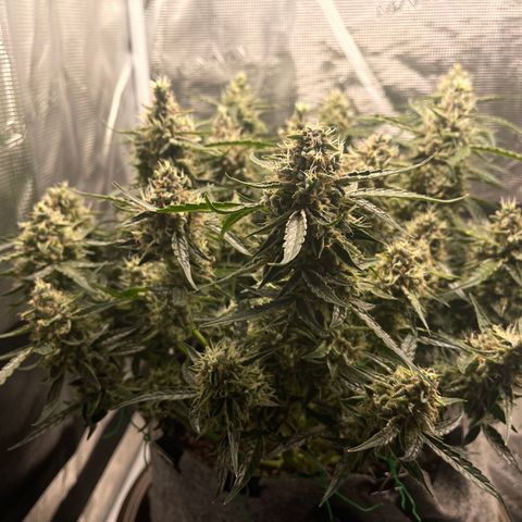 Green Crack growlog timeline photo