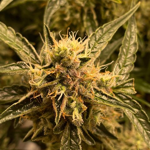 Green Crack growlog timeline photo