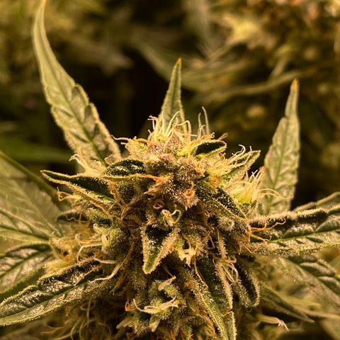Green Crack growlog timeline photo