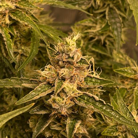 Green Crack growlog timeline photo