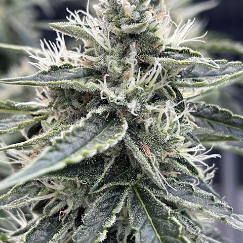 Green Crack growlog photo: Natural Light