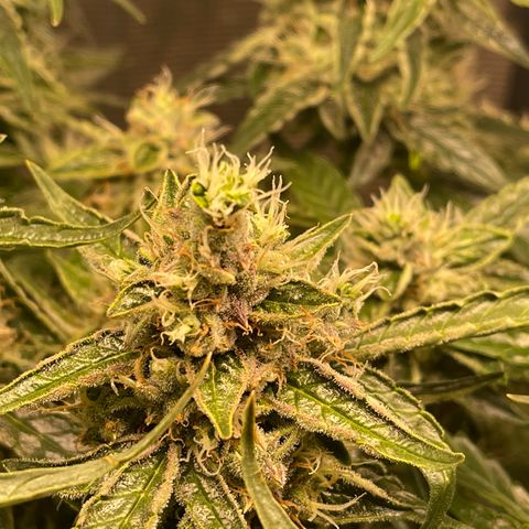 Green Crack growlog timeline photo