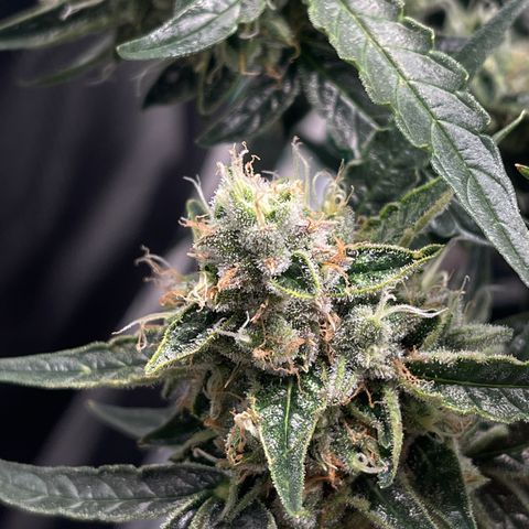 Green Crack growlog timeline photo