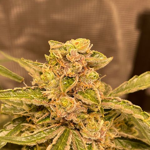 Green Crack growlog timeline photo