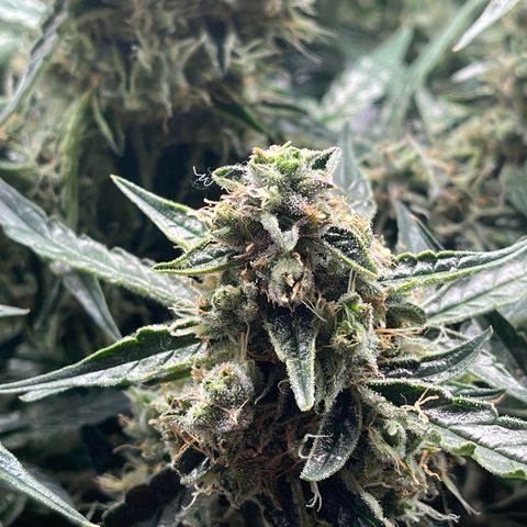 Green Crack growlog timeline photo