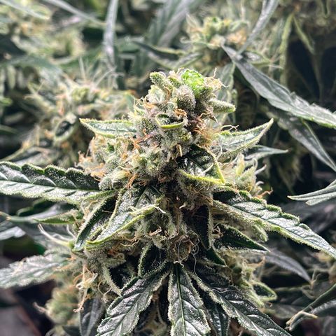 Green Crack growlog timeline photo