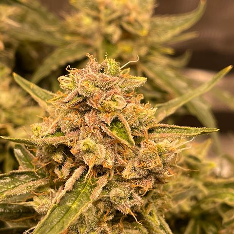 Green Crack growlog timeline photo