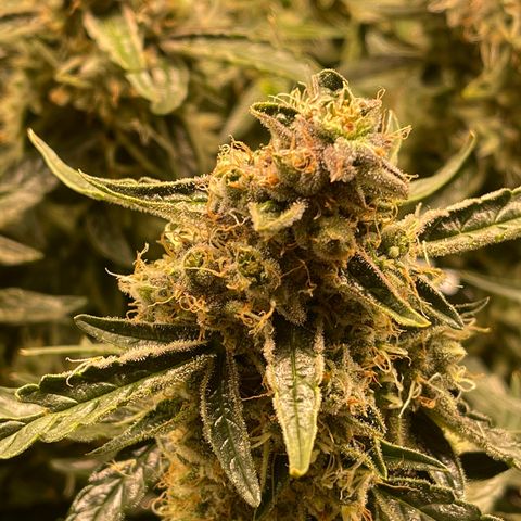 Green Crack growlog timeline photo