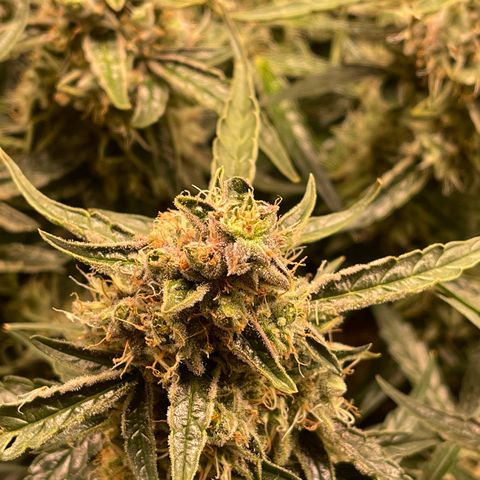 Green Crack growlog timeline photo