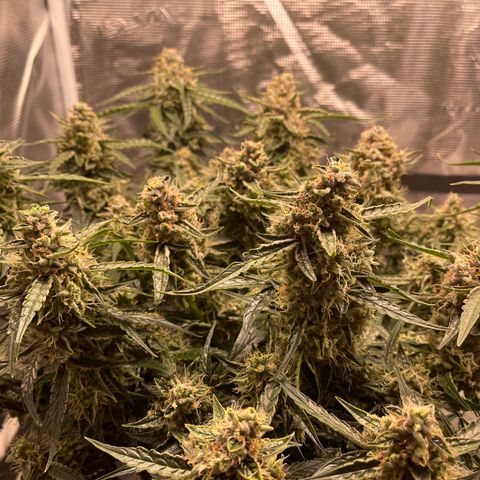 Green Crack growlog timeline photo