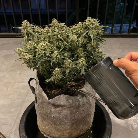 Green Crack growlog timeline photo