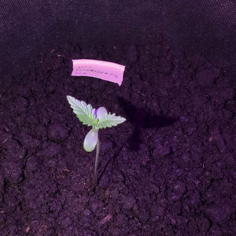 Tutankhamon  growlog timeline photo