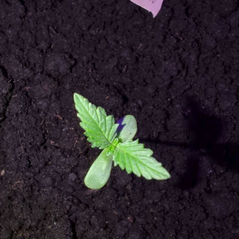 Tutankhamon  growlog timeline photo