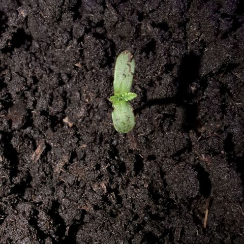 Sierra growlog timeline photo