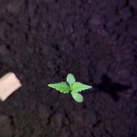 Opium growlog timeline photo