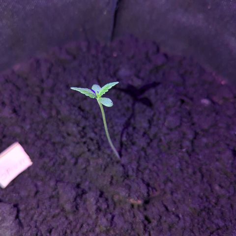 Opium growlog timeline photo