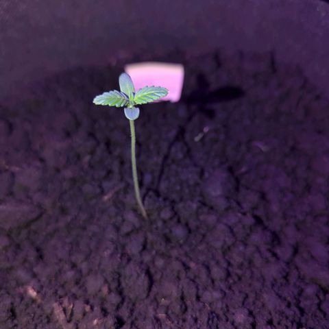 Owen Key growlog timeline photo