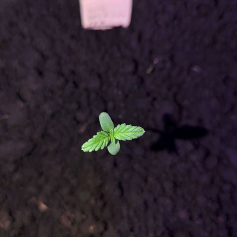 Owen Key growlog timeline photo