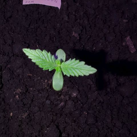 Tutankhamon  growlog timeline photo