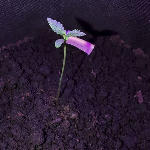 Tutankhamon  growlog timeline photo