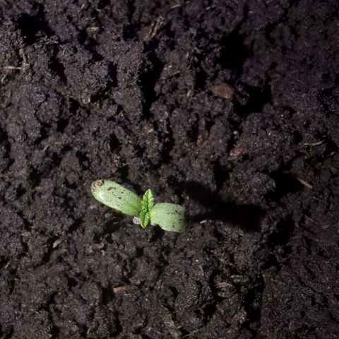 Sierra growlog timeline photo
