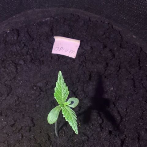 Opium growlog timeline photo