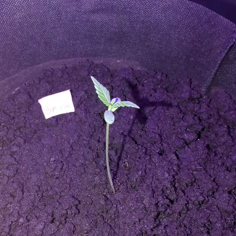 Opium growlog timeline photo