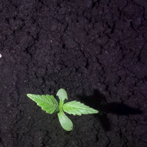 Opium growlog timeline photo