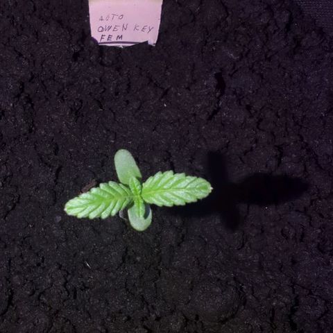 Owen Key growlog timeline photo