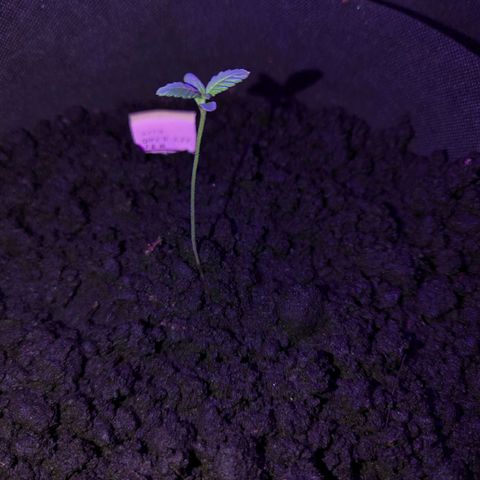 Owen Key growlog timeline photo