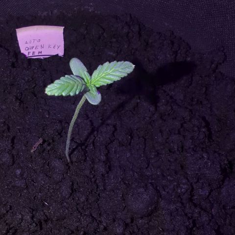 Owen Key growlog timeline photo