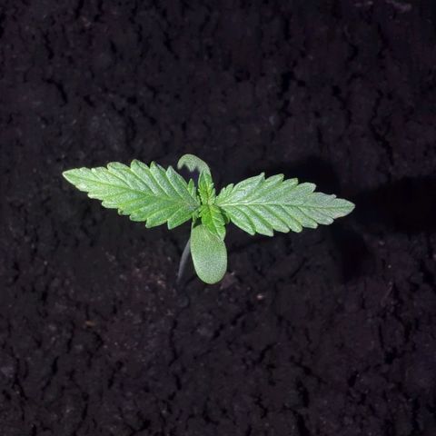Tutankhamon  growlog timeline photo