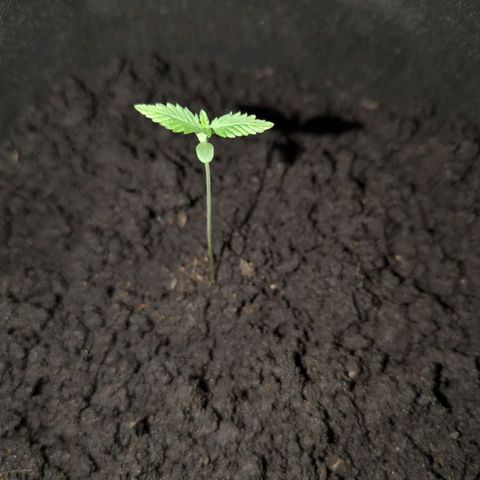 Tutankhamon  growlog timeline photo