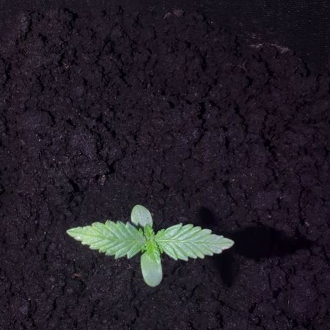 Tutankhamon  growlog timeline photo
