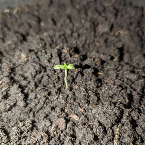 Sierra growlog timeline photo