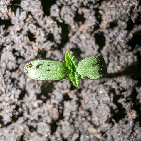 Sierra growlog timeline photo
