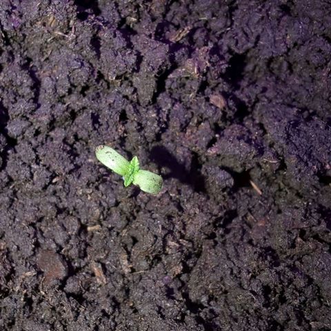 Sierra growlog timeline photo