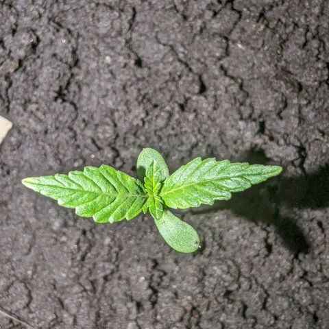 Opium growlog timeline photo