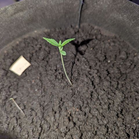 Opium growlog timeline photo