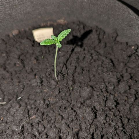 Owen Key growlog timeline photo