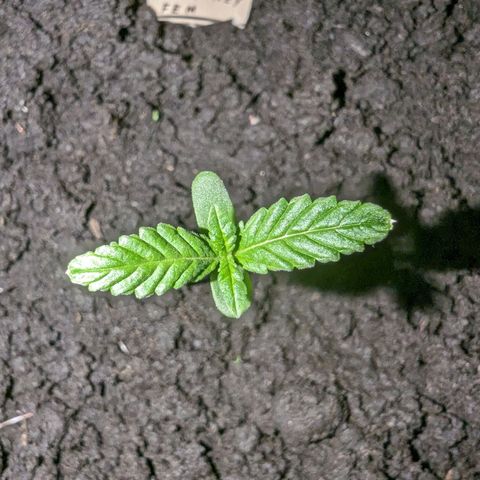 Owen Key growlog timeline photo