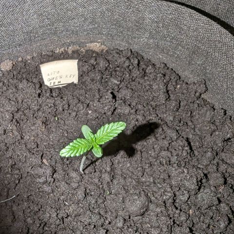 Owen Key growlog timeline photo