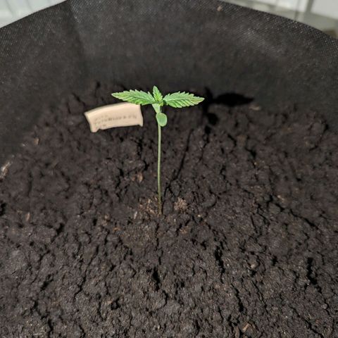 Tutankhamon  growlog timeline photo