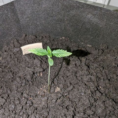 Tutankhamon  growlog timeline photo